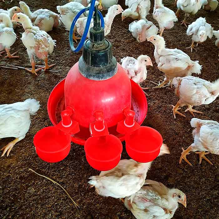 ChickenBowl, napájačka pre sliepky a inú hydinu (6 kusov) - Image 6