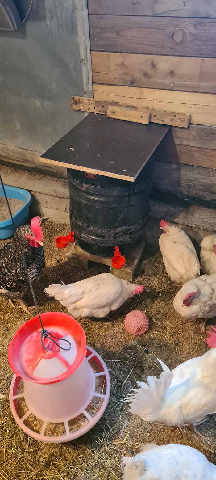 ChickenBowl, napájačka pre sliepky a inú hydinu (6 kusov) - Image 10