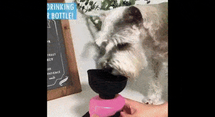 Fľaša na vodu pre psov, DOGBOTTLE - Image 5