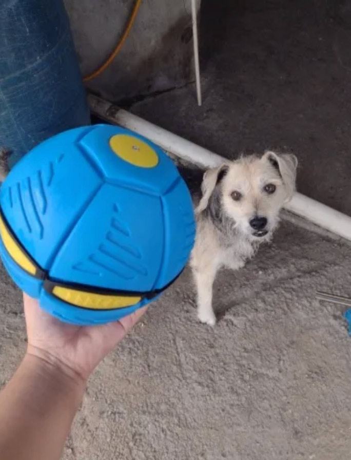 DiskBall, hračka pre psy, ktorá je zároveň frisbee a lopta - Image 9