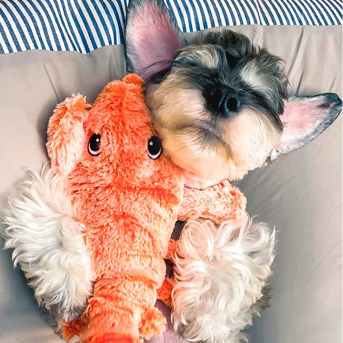 LobsterToy, interaktívna hračka pre domáce zvieratá vo forme raka - Image 3