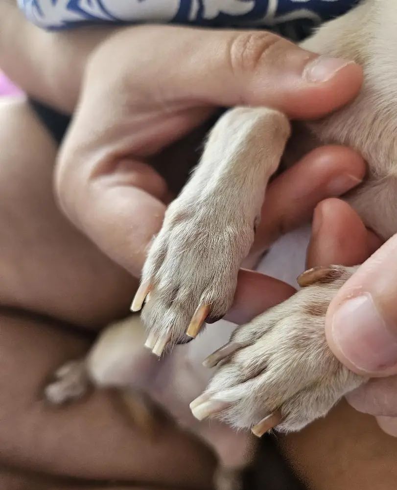 PawGloTrim, kliešte na strihanie pazúrov so svetlom LED - Image 10