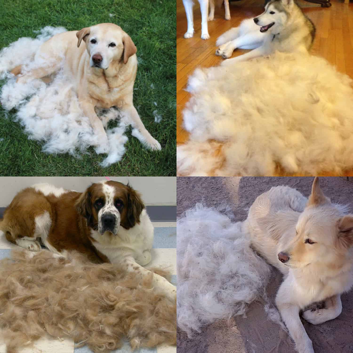 PetTangler, obojstranná kefa na odstraňovanie chlpov a spodnej srsti - Image 7