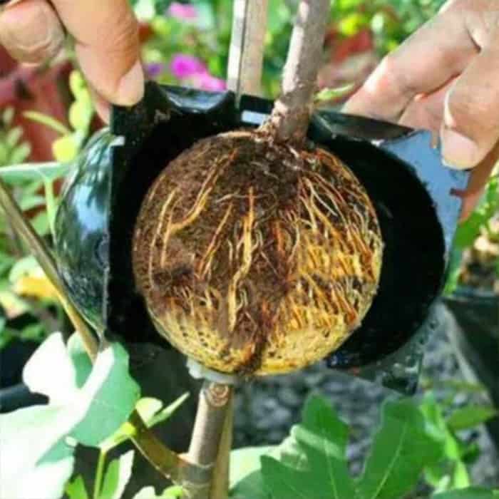 RootBall, nástroj pre úspešné klonovanie rastlín (2 ks) - Image 6