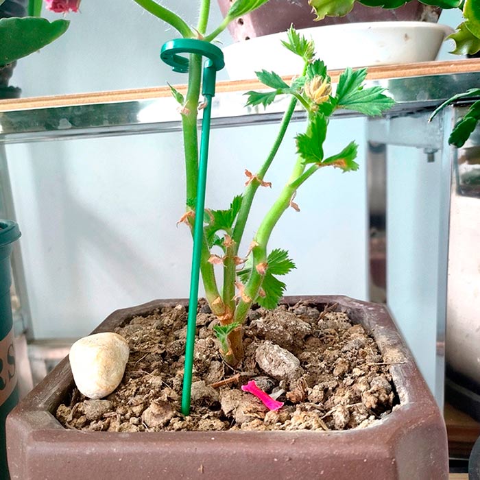 SupportPlant, podpora rastlín (10+10 ZADARMO) - Image 2