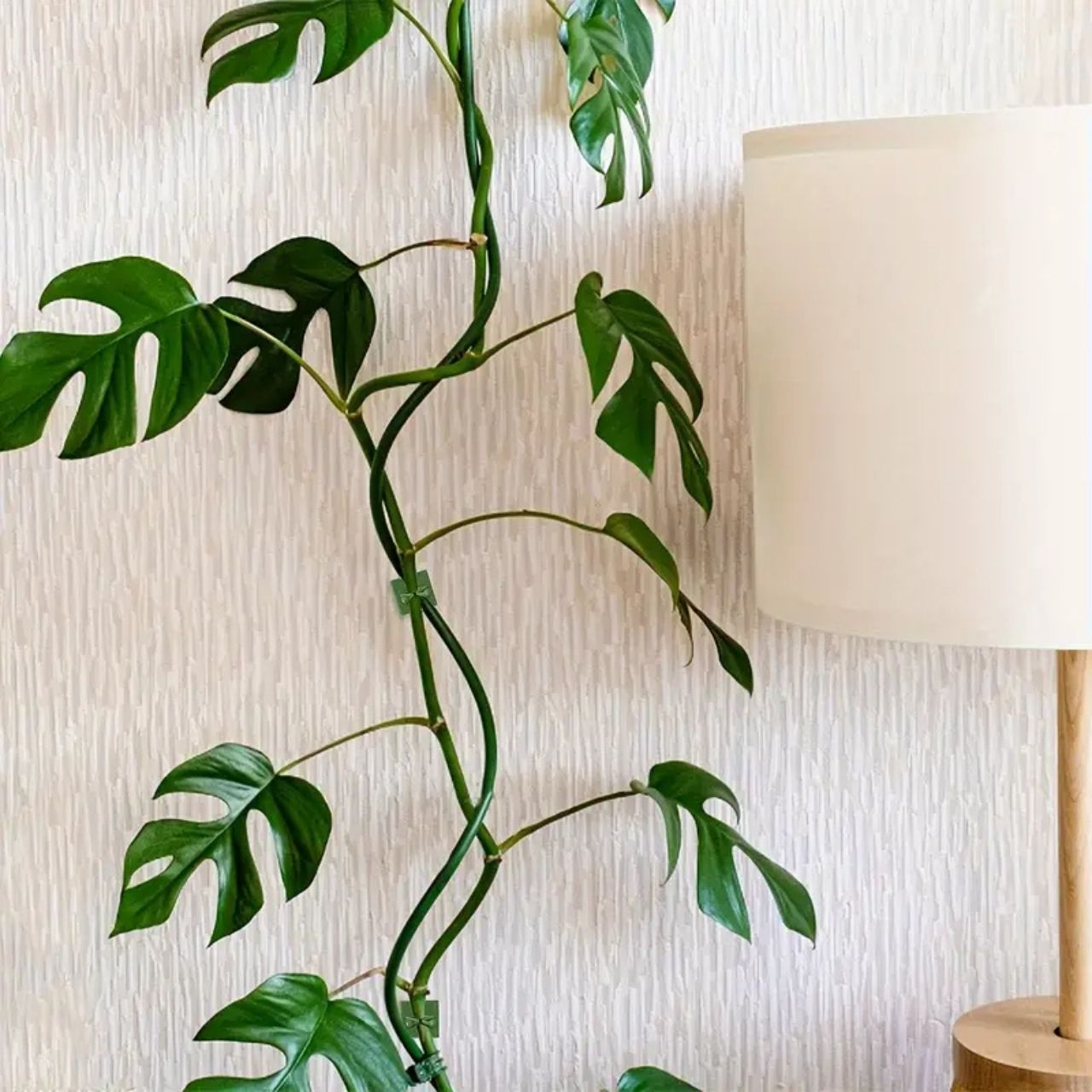 Vines, samolepiace držiaky rastlín a popínavé rastliny (100 kusov) - Image 8